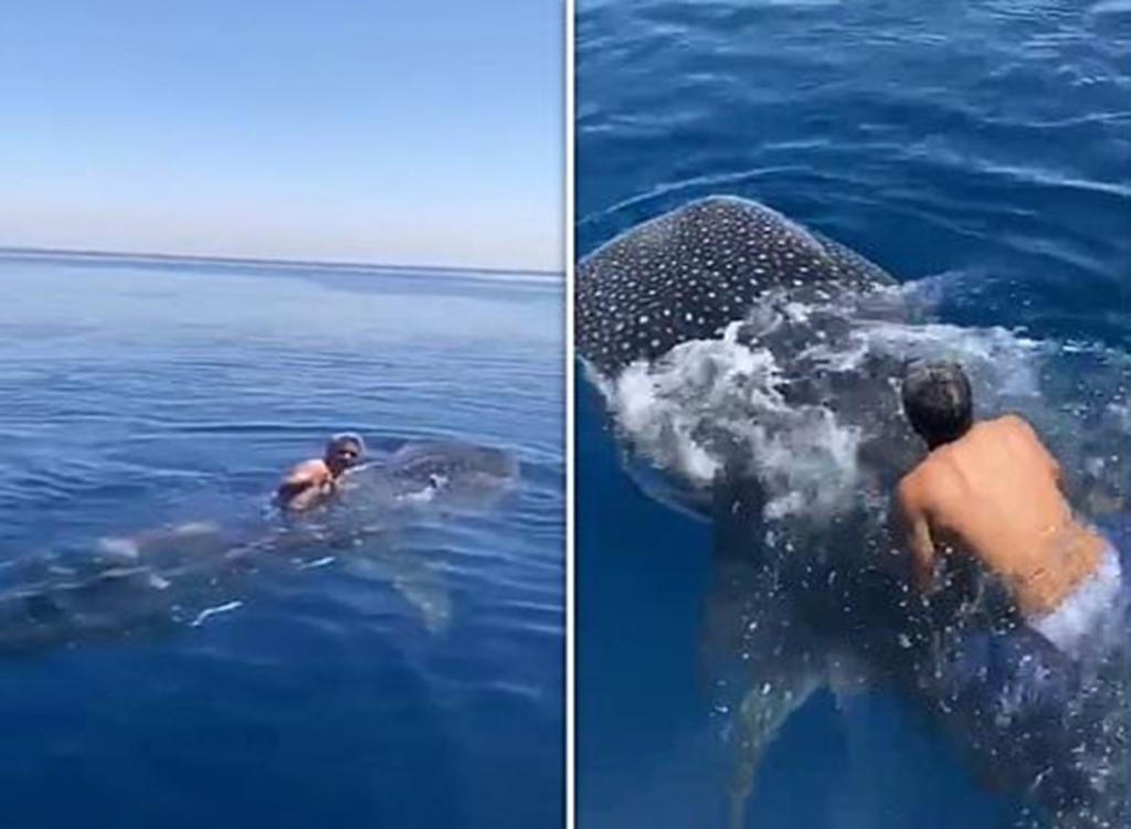 Hombre salta sobre un tiburón ballena para ‘montarlo’