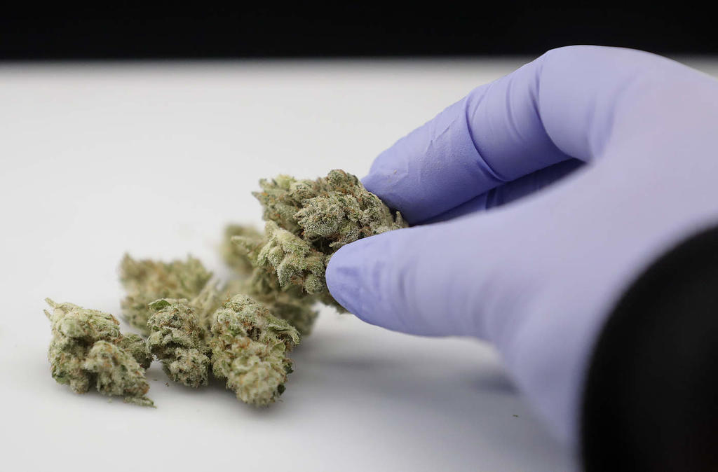 Habrá reforma legal para uso medicinal de la marihuana, anuncia AMLO
