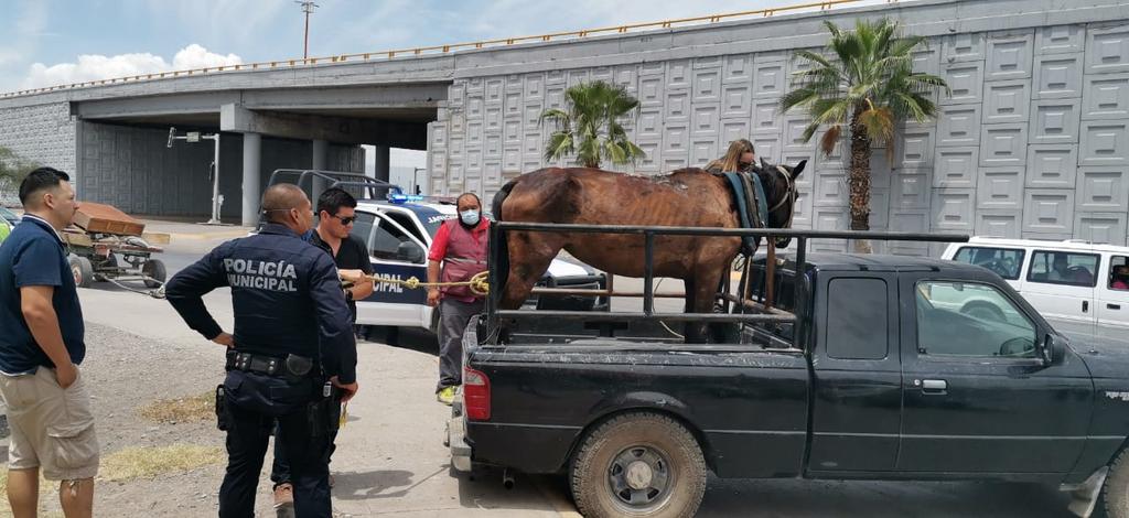 Policías rescatan a caballo maltratado en Gómez Palacio