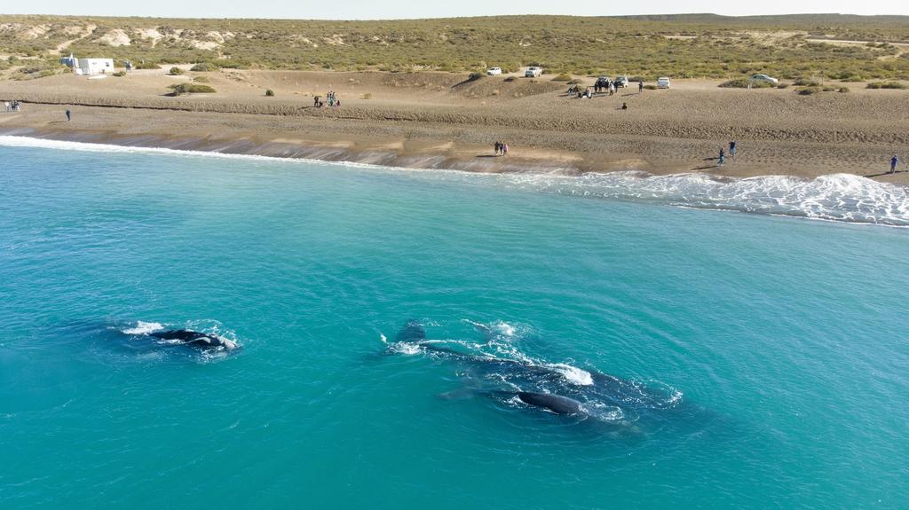 Ballenas danzan frente a costa argentina en tiempos de pandemia