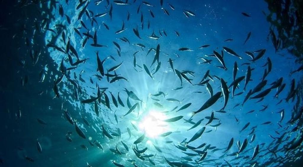 Océanos podrían ser una pieza clave para asegurar abastecimiento de alimentos en el 2050