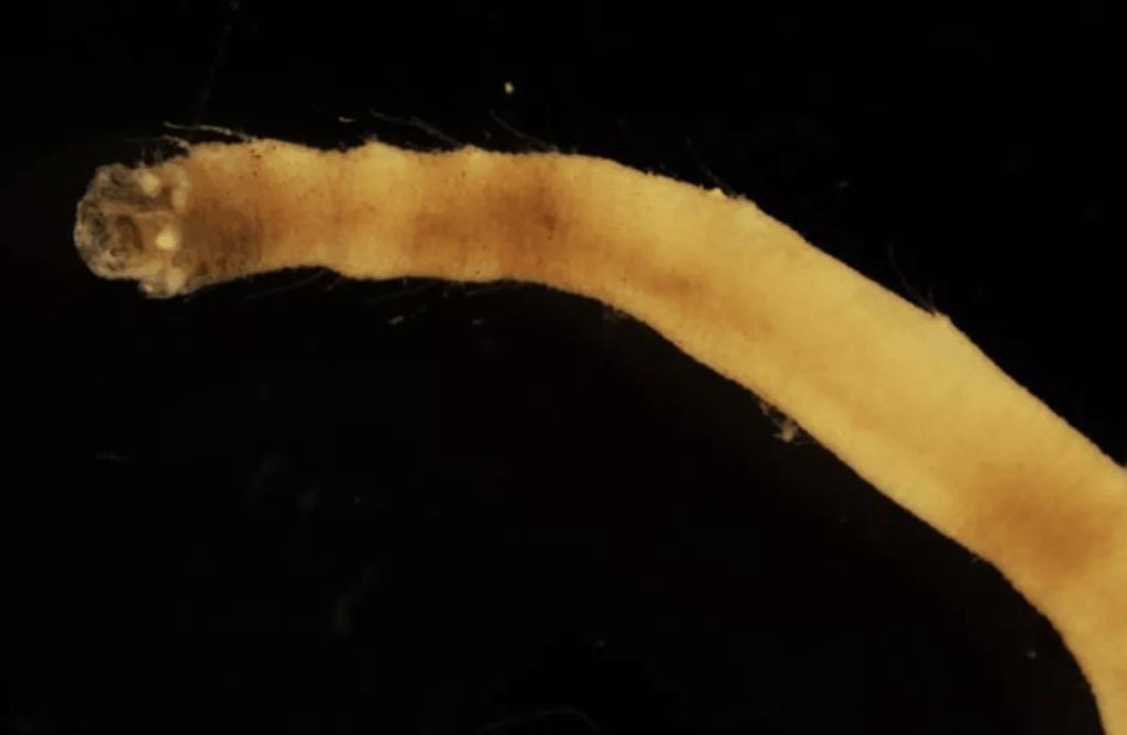 Detectan nueva especie de gusano marino en el Antártico