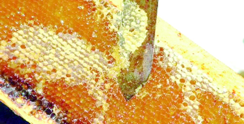 Reporta Durango 129 toneladas de miel