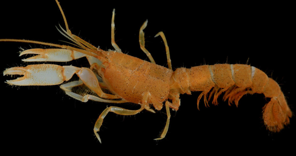 Descubren científicos nueva especie de camarón en una isla de Panamá