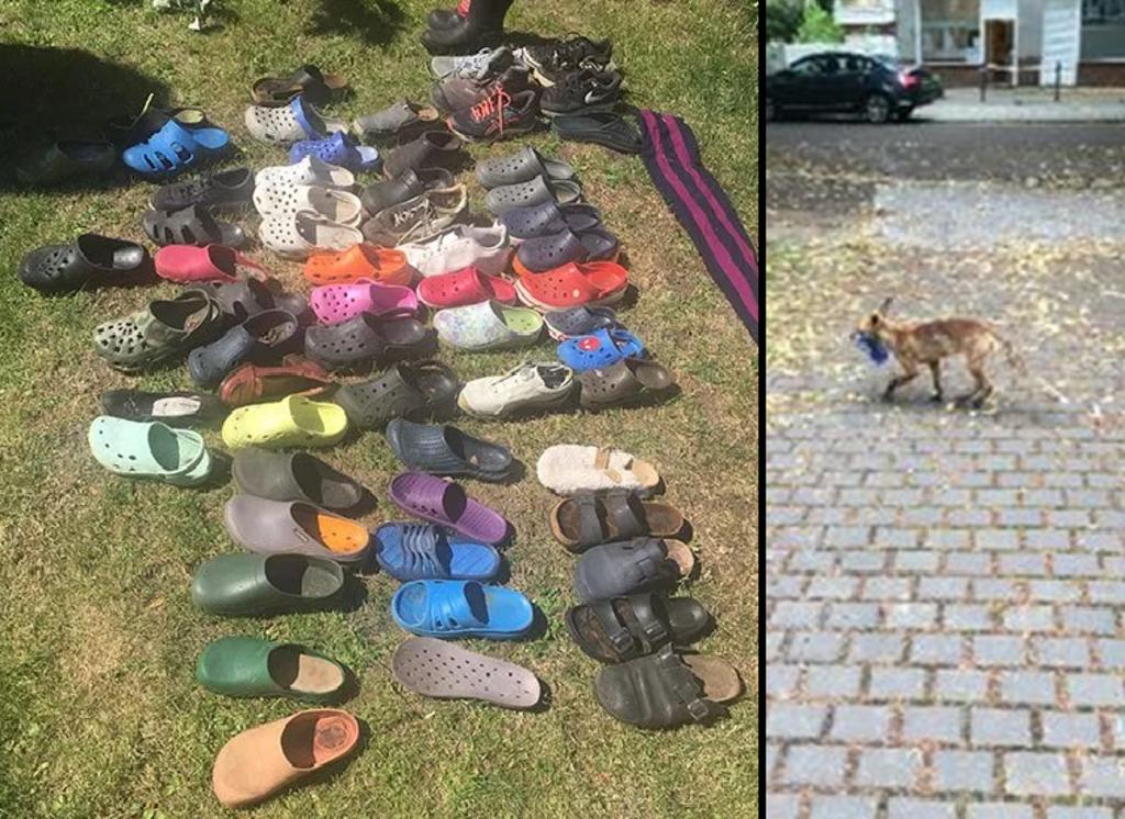 Descubren que un zorro era el responsable de un ‘robo masivo de zapatos’