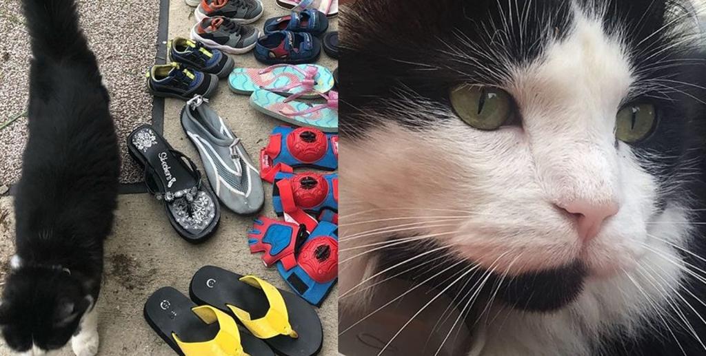 Dueña de gato que 'robaba' zapatos crea grupo de Facebook para regresarlos