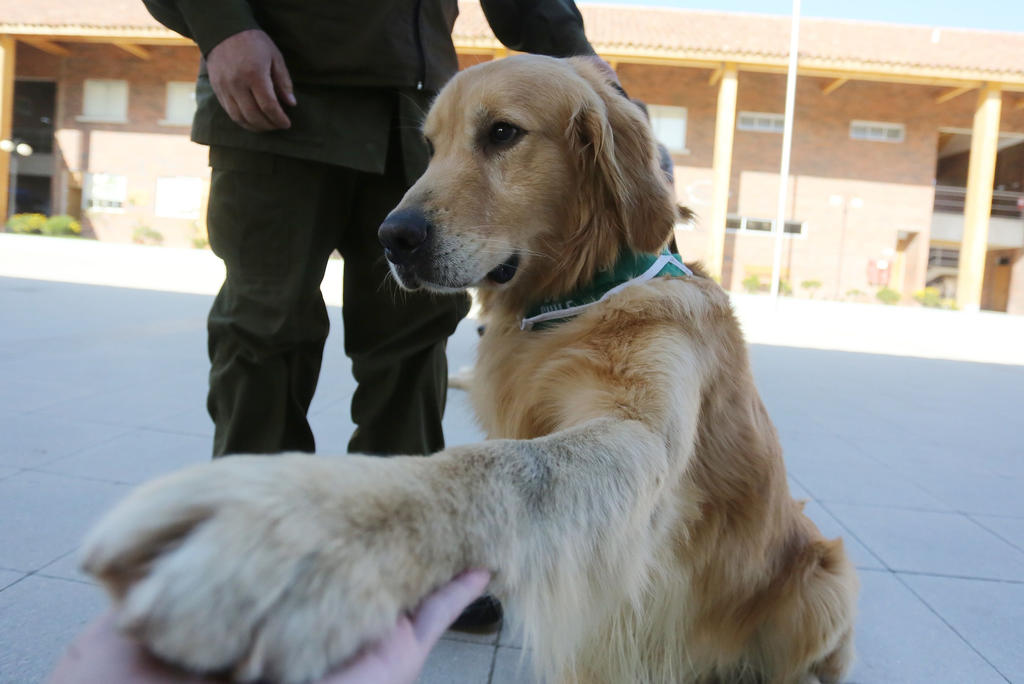 Secretaría de Salud de Sonora prepara perros para detectar COVID-19