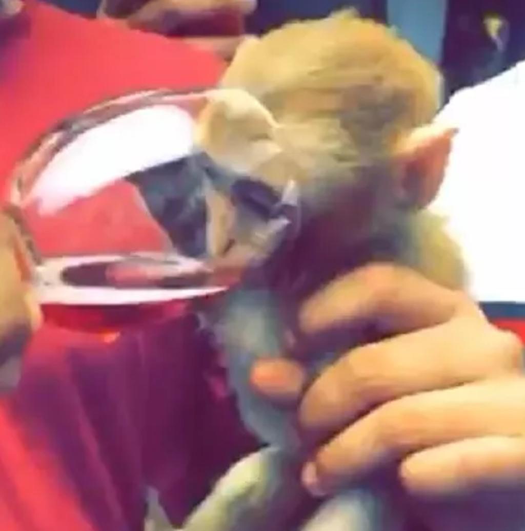 Artista le da 'vino' a un macaco y enfurece a redes sociales