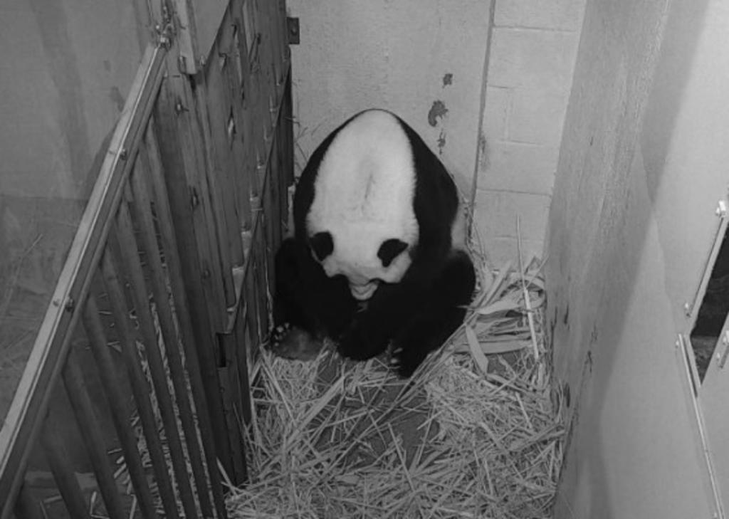Zoológico transmite en vivo el nacimiento de un panda