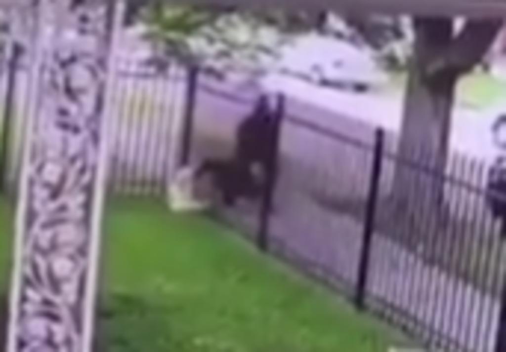 Policía balea a un pit bull luego de que este mordiera a su perro acompañante