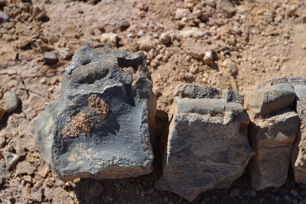 Identifican dos plesiosaurios que vivieron en el desierto de Atacama