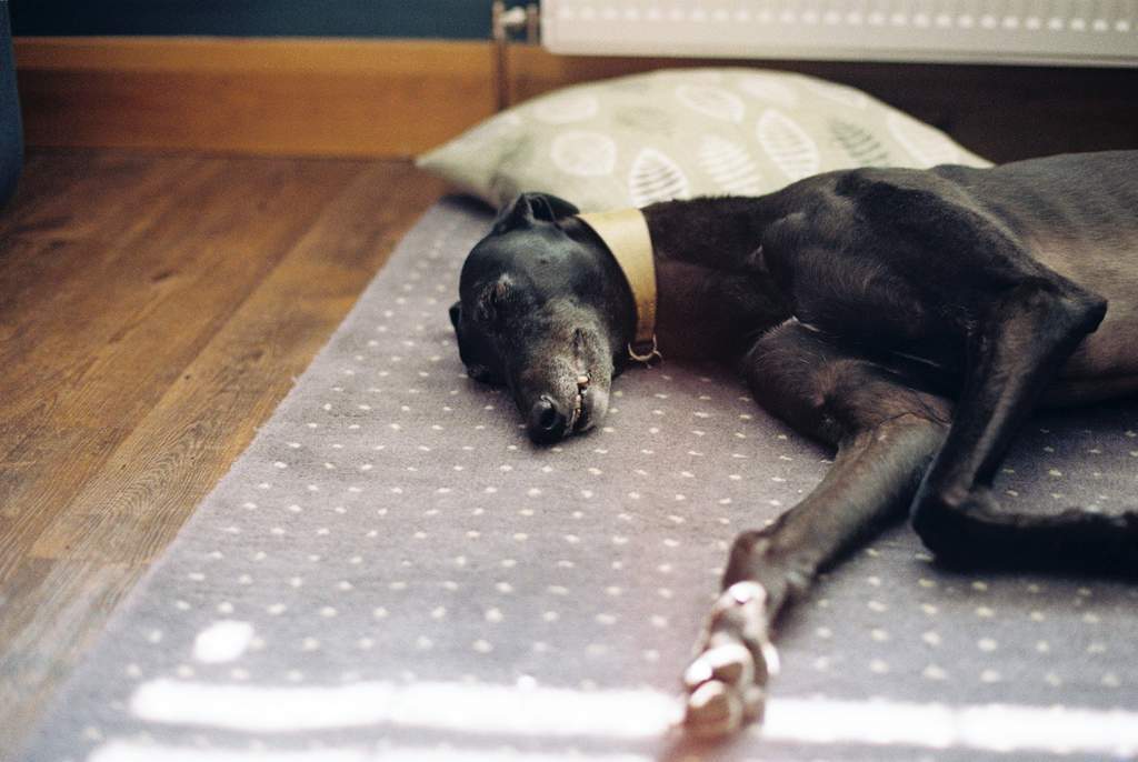 ¿Cómo curar las heridas en las almohadillas de los perros?