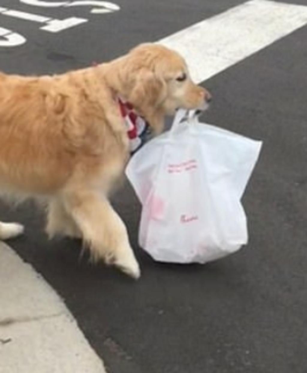 Perro es entrenado para recibir la comida rápida de su dueño y se vuelve viral