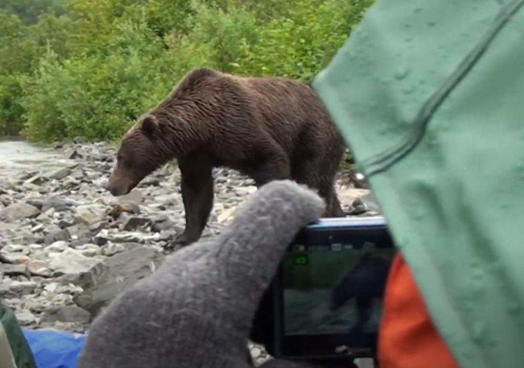 Campistas tienen encuentro cercano con un oso grizzly y este trata de ahuyentarlos