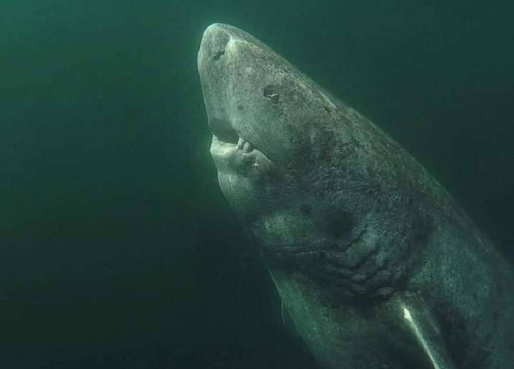 ¿De verdad hay un tiburón de Groenlandia de 393 años de edad?