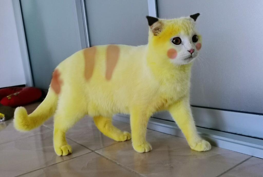 '¿Eres tu 'Pikachu'?; gato termina amarillo tras recibir tratamiento con cúrcuma