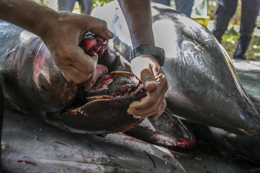 Suman 25 los delfines muertos en Mauricio tras derrame de petróleo
