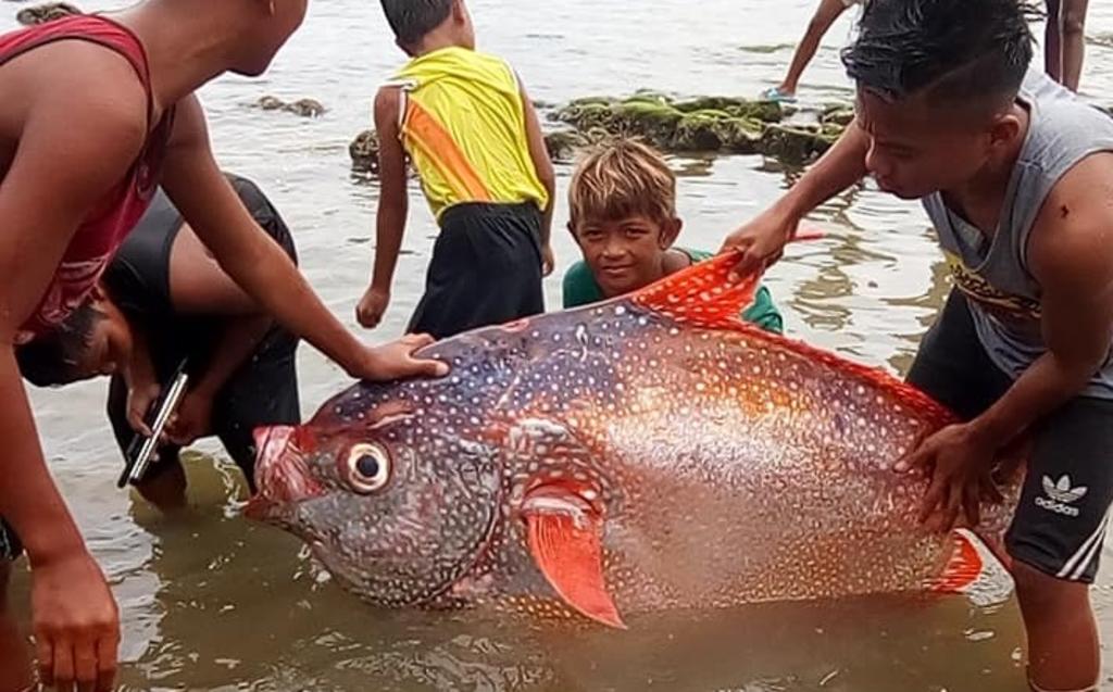 VIRAL: Encuentran enorme pez en Filipinas tras terremoto