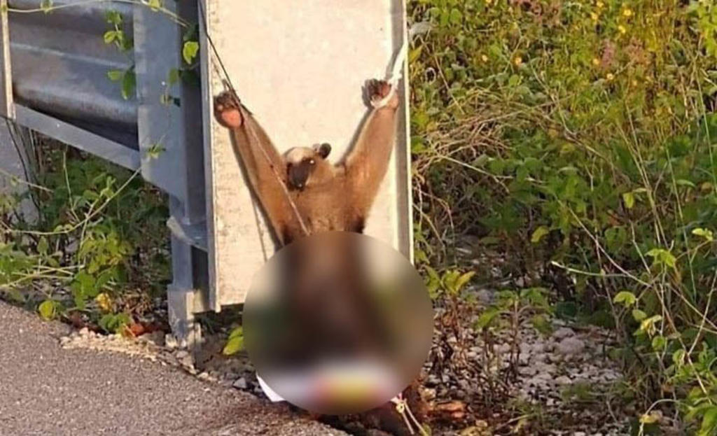Localizan a oso hormiguero torturado y asesinado en Yucatán