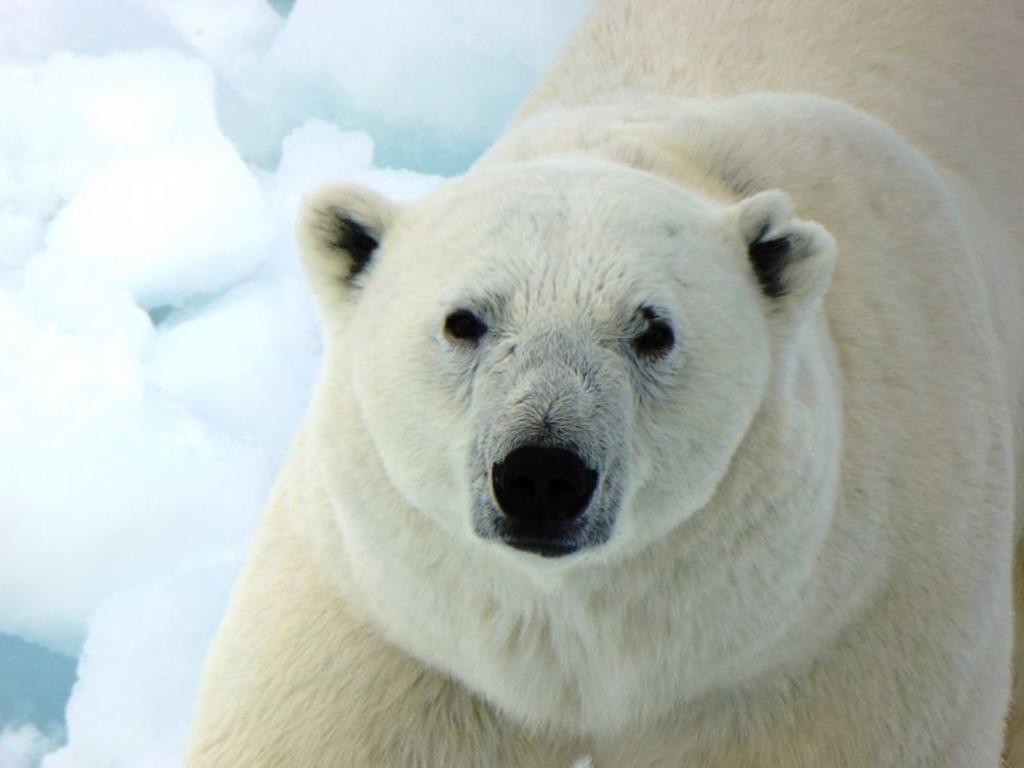 Oso polar mata a un turista en Noruega