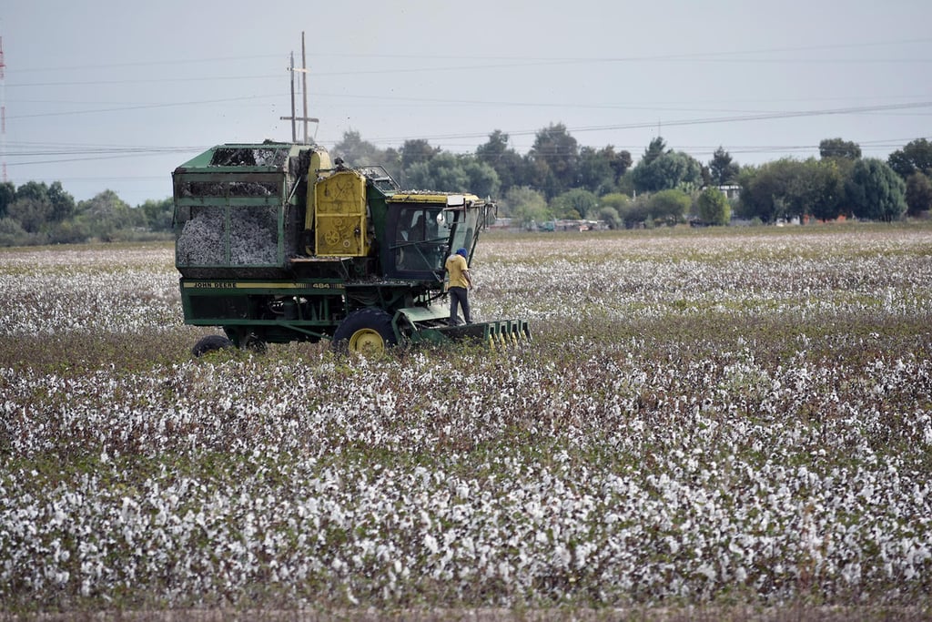 Afectaría a la región Lagunera eliminar semilla transgénica del algodón