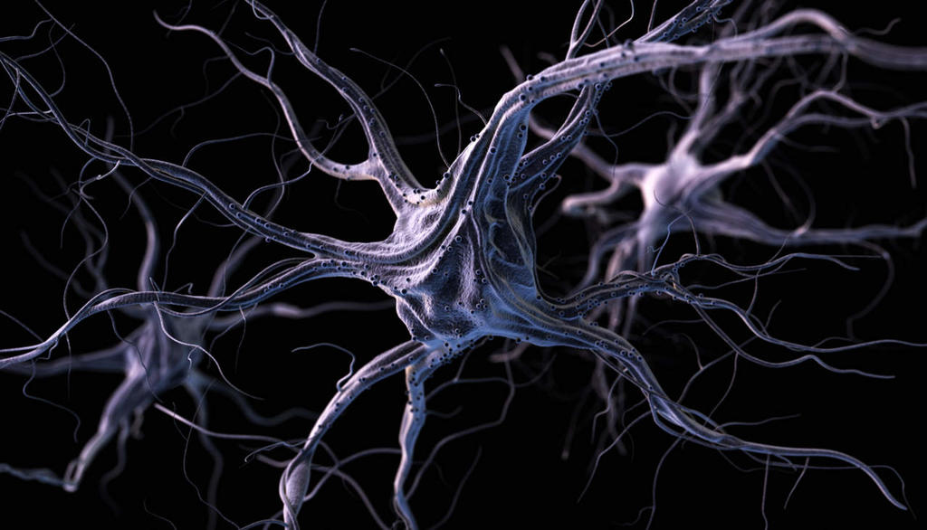 Neuronas artificiales son capaces de integrarse y funcionar