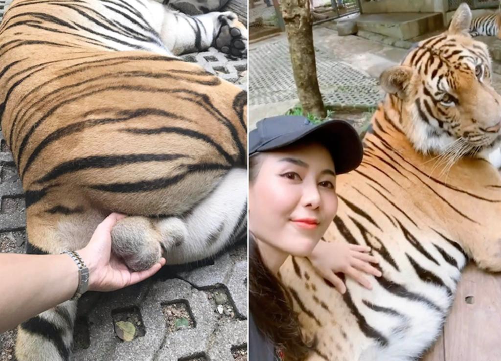 Turista recibe críticas por esta selfie con un tigre