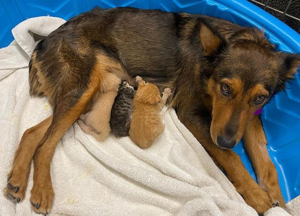 Pastor Alemán 'adopta' a gatitos huérfanos tras muerte de sus cachorros
