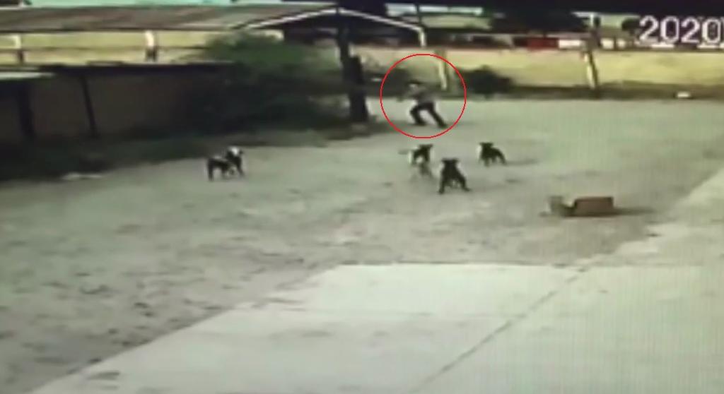 Captan a grupo de perros atacando a hombre en Gómez Palacio