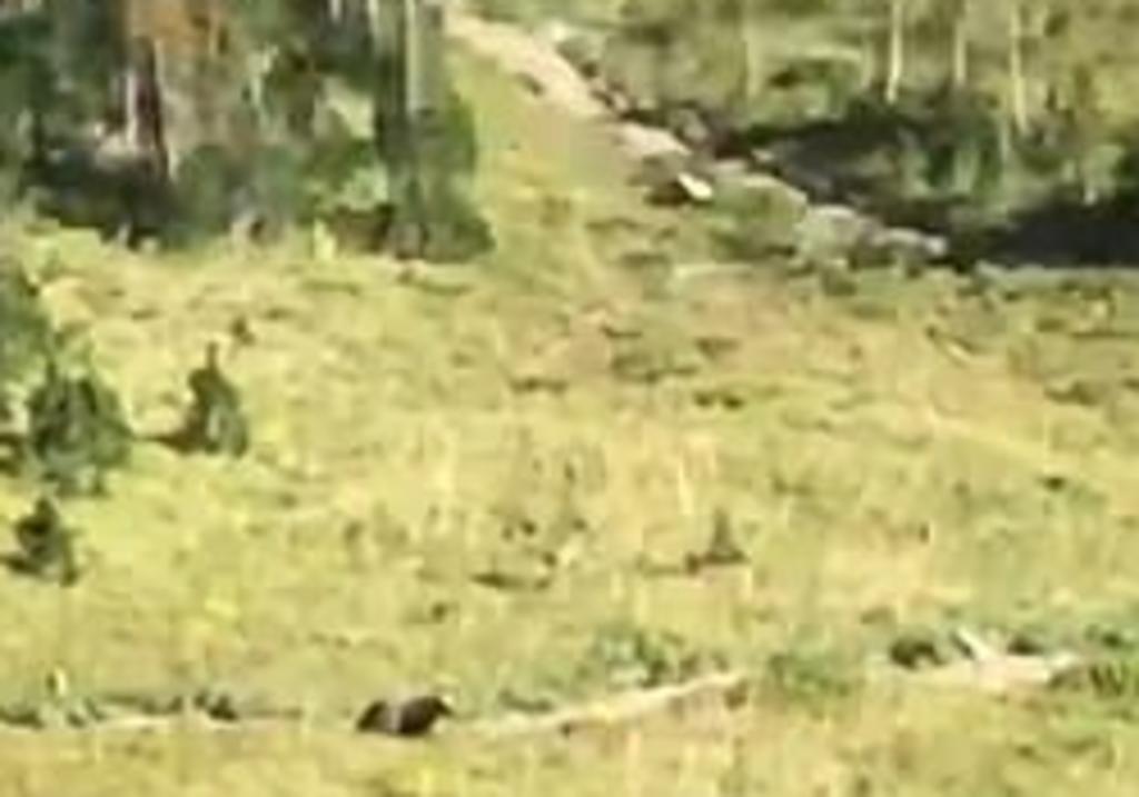 Excursionistas son acechados por un oso grizzly y deciden correr por sus vidas