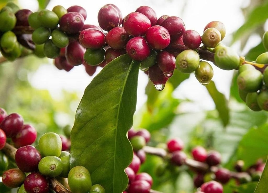 Buscan promover producción de café