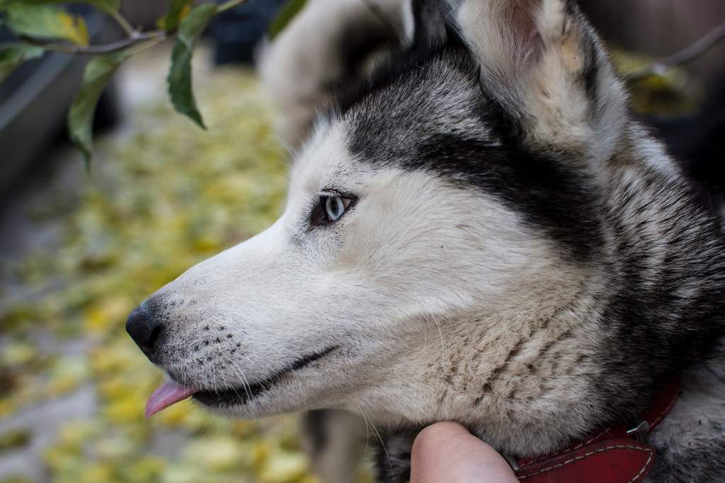 ¿Es el husky siberiano un perro ideal para ti?