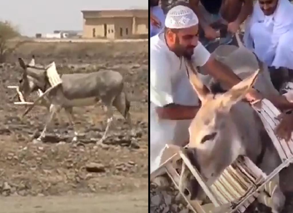 Ayudan a un burro con una silla de plástico atorada en el cuello