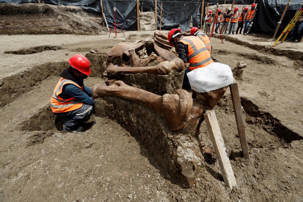 Van 200 esqueletos de mamuts encontrados en aeropuerto de Santa Lucía