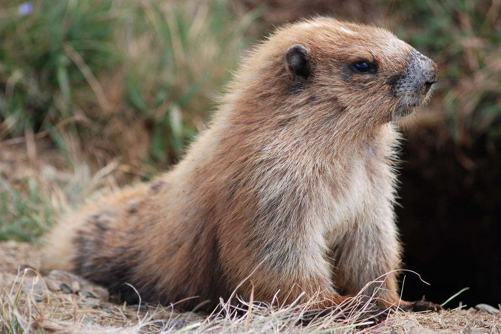 Descubren que las marmotas se comunican por dialectos