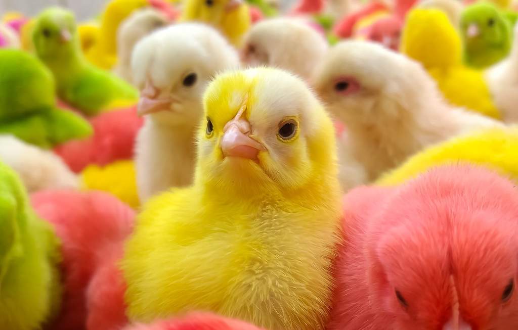 ¿Por qué los pollitos de colores viven tan poco?