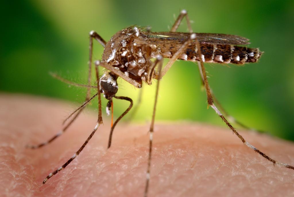 Reportan incremento en casos de dengue en Yucatán