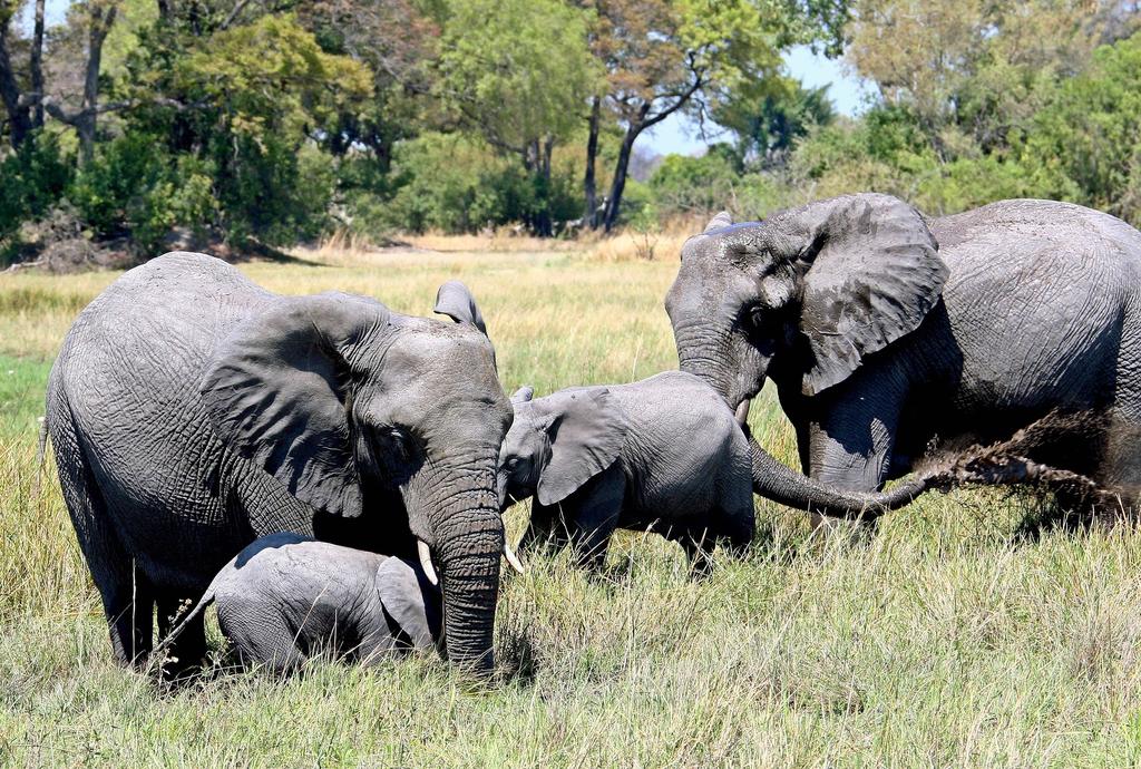 Revela estudio que elefantes machos también andan en manada