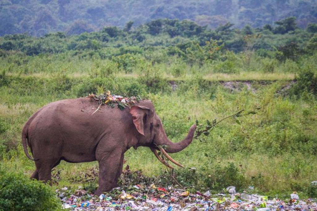 Imagen de elefante que come residuos de plástico causa indignación