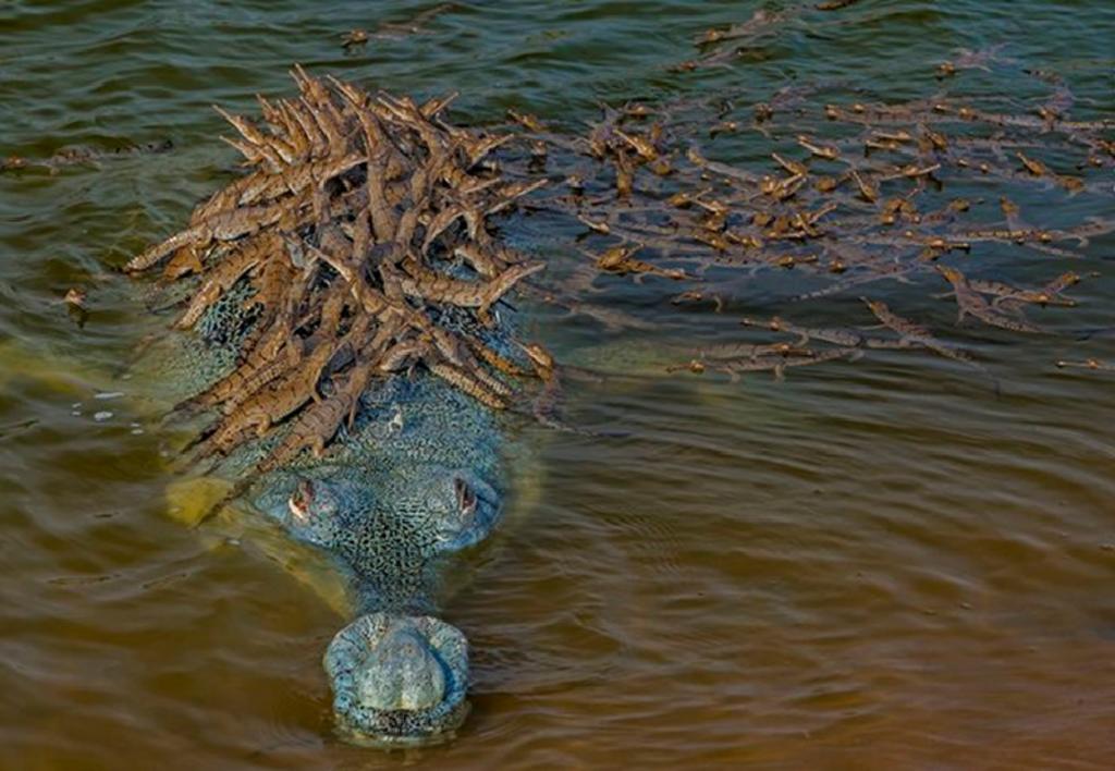 Sorprende imagen de cocodrilo con más de 100 crías