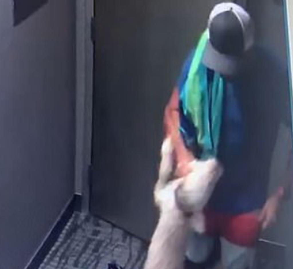 Empresario es grabado golpeando brutalmente a su perro mascota afuera de su departamento