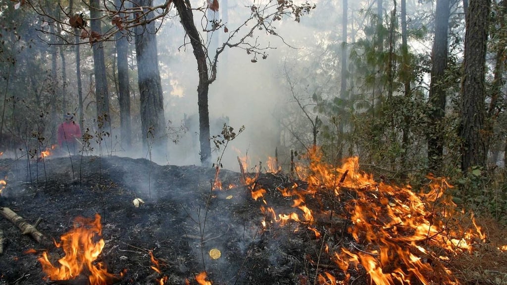 Humedad evitó los incendios forestales