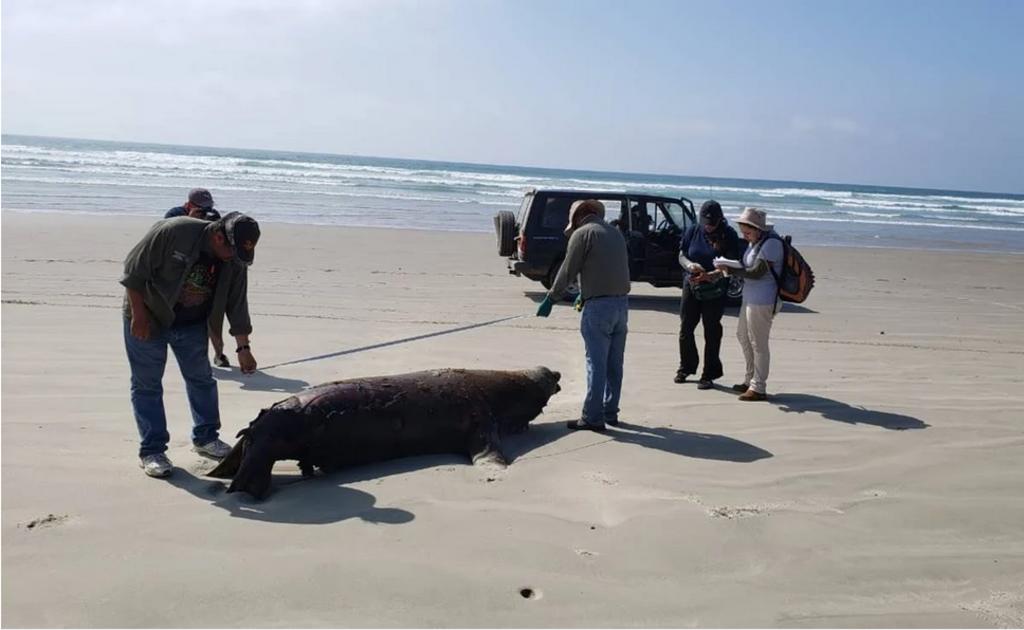 Indaga Profepa muerte de 137 lobos marinos en Baja California Sur