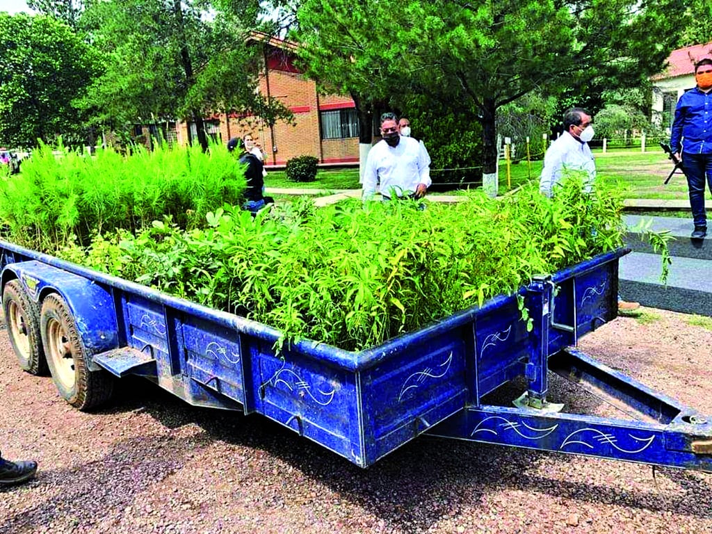 Donan 2 mil 500 árboles al municipio de Lerdo
