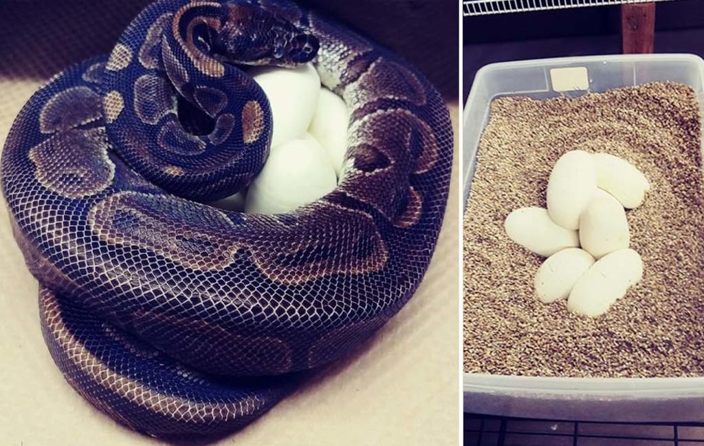 Pitón pone huevos pese a no haber estado con un macho en 15 años