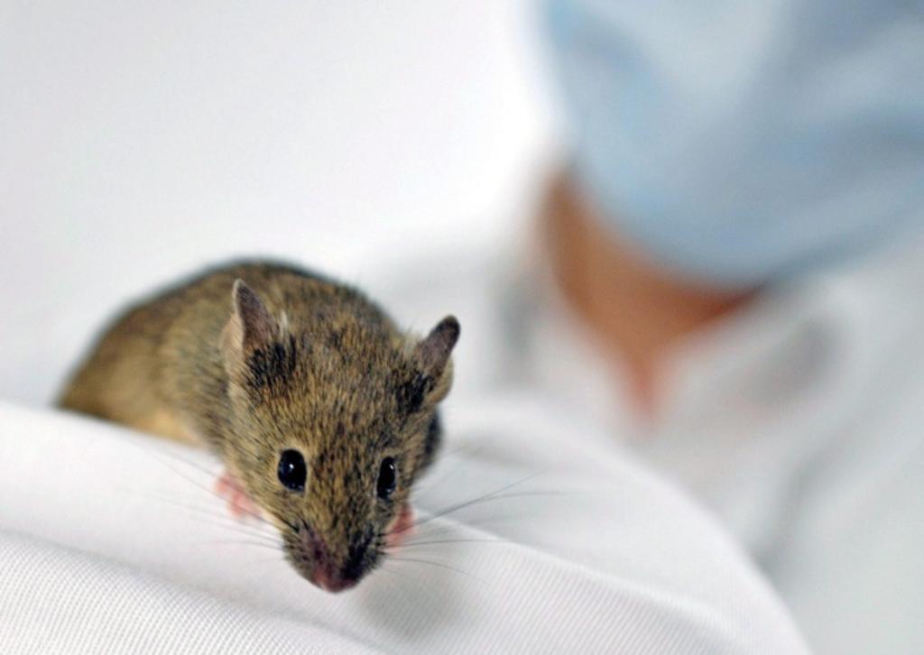 Logran investigadores importante regresión del cáncer de pulmón en ratones