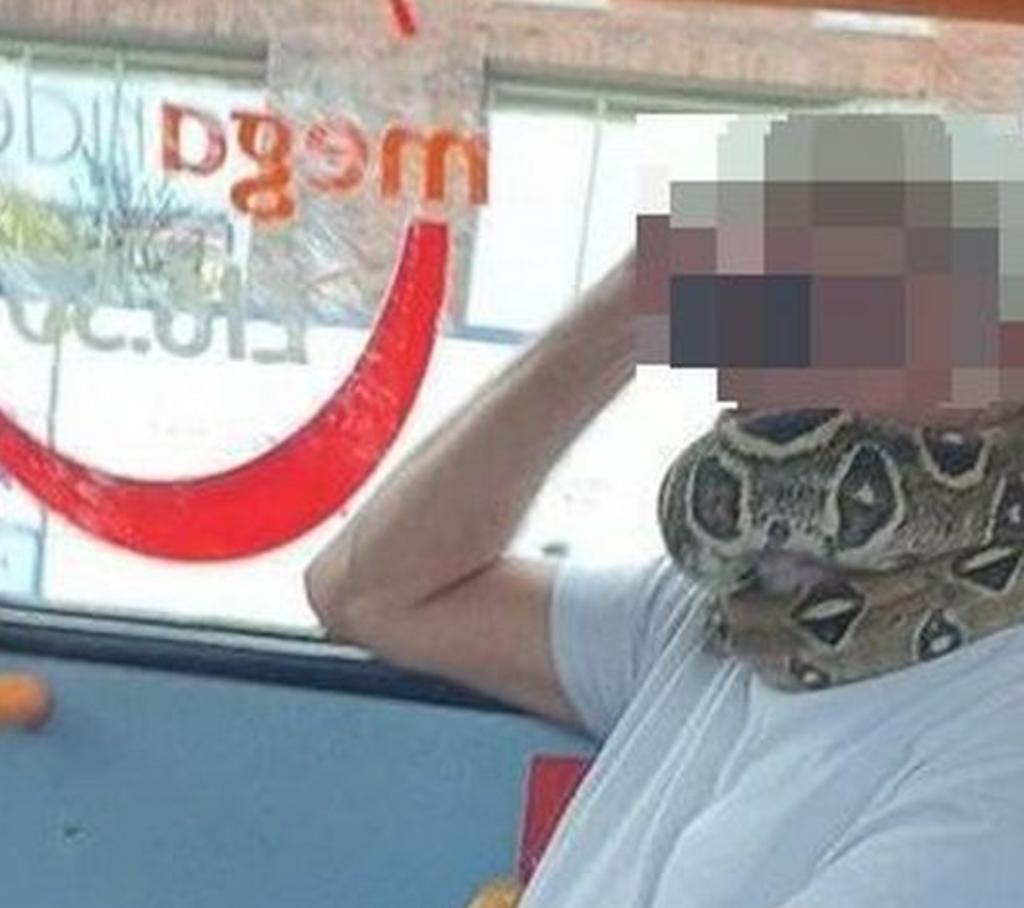 Hombre utiliza a una serpiente como cubrebocas mientras viaja en autobús