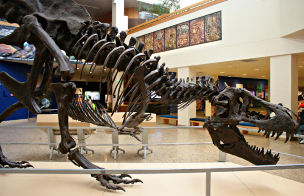 Subastarán 'esqueleto' de T-Rex por 8 millones de dólares