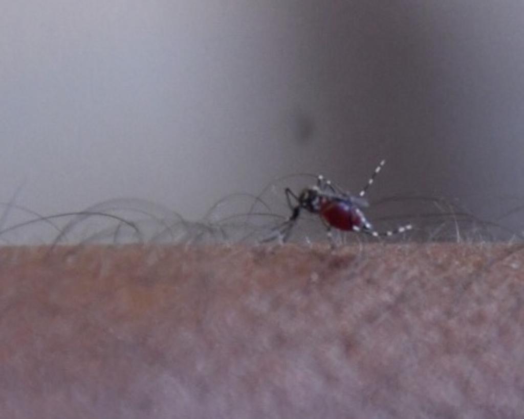 Cambio climático provocaría más dengue, advierte especialista