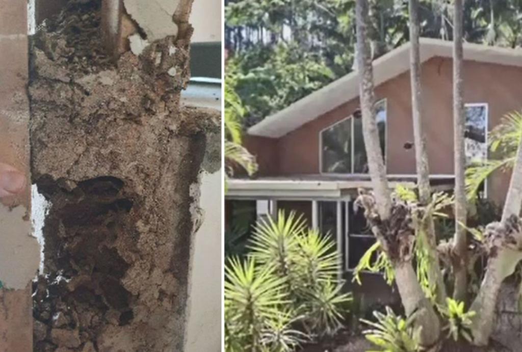 Compran casa a precio millonario y meses después las termitas la destruyen